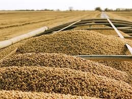Soybean Origin: Brazil