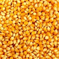 Normal Yellow Maize
