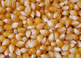 Normal Yellow Maize