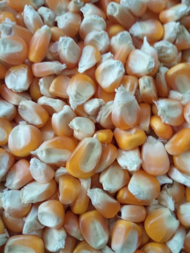 Normal Yellow Maize