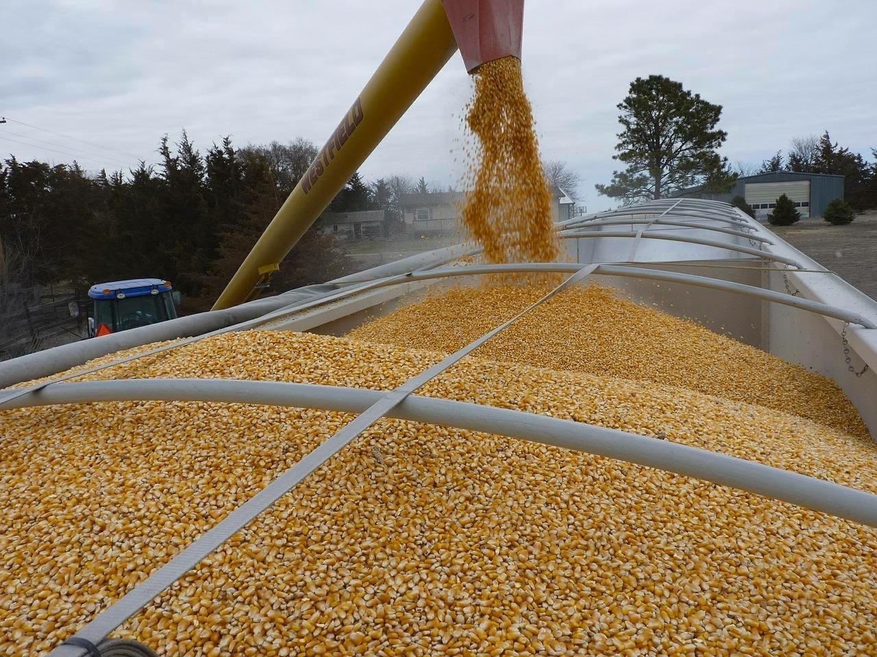 Normal Yellow Maize