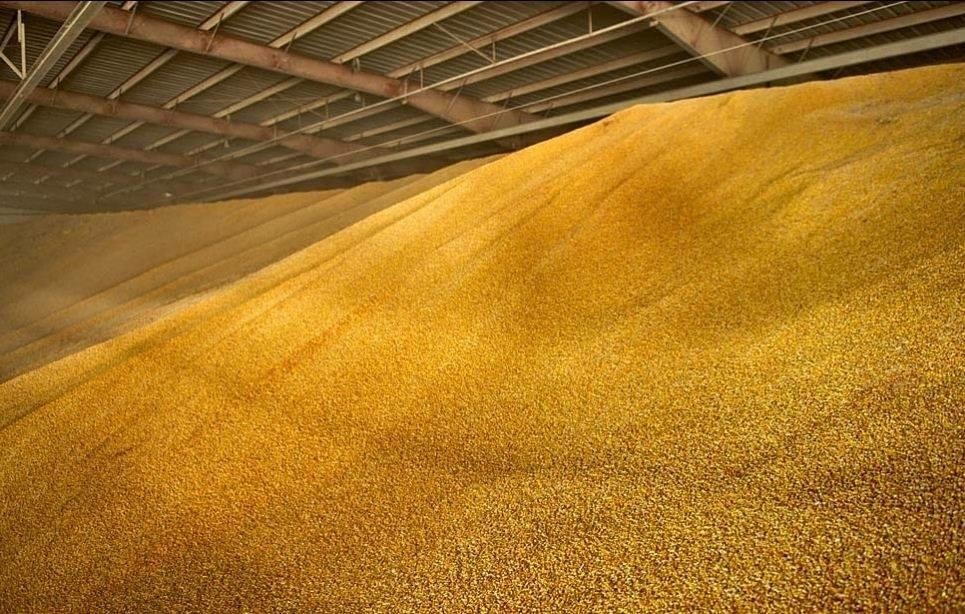 Normal Yellow Maize