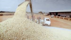 White Maize - Dried Grains, Solid Texture, Free From Bacteria And Fungal Diseases, Ideal For Animal Feed