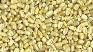 White Maize - Dried Grains, Solid Texture, Free From Bacteria And Fungal Diseases, Ideal For Animal Feed