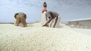 White Maize - Dried Grains, Solid Texture, Free From Bacteria And Fungal Diseases, Ideal For Animal Feed