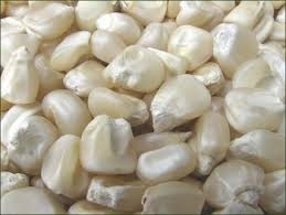 White Maize - Dried Grains, Solid Texture, Free From Bacteria And Fungal Diseases, Ideal For Animal Feed