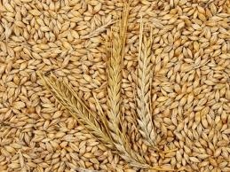 Barley Grain - Solid Dried Form, Premium Fiber Source For Animal Feed, Heart Health Benefits