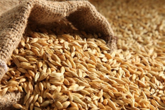 Barley Grain - Solid Dried Form, Premium Fiber Source For Animal Feed, Heart Health Benefits