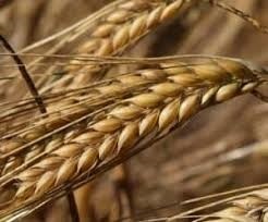 Barley Grain - Solid Dried Form, Premium Fiber Source For Animal Feed, Heart Health Benefits