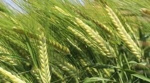 Barley Grain - Solid Dried Form, Premium Fiber Source For Animal Feed, Heart Health Benefits