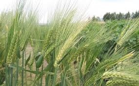Barley Grain - Solid Dried Form, Premium Fiber Source For Animal Feed, Heart Health Benefits