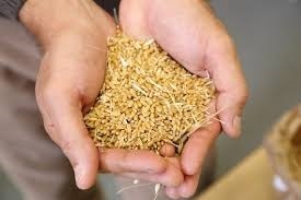 Normal Durum Wheat