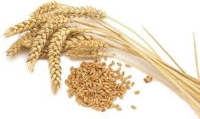 Normal Durum Wheat