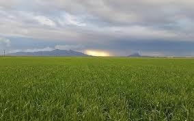 Normal Durum Wheat