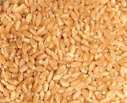 Normal Durum Wheat