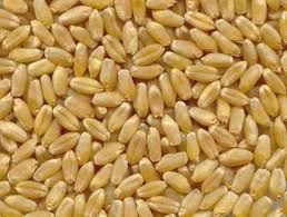 Normal Durum Wheat