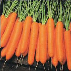 Carrot - 4-6 Inch Orange Root Vegetable | Instant Preparation, Normal Taste, Common Cultivation