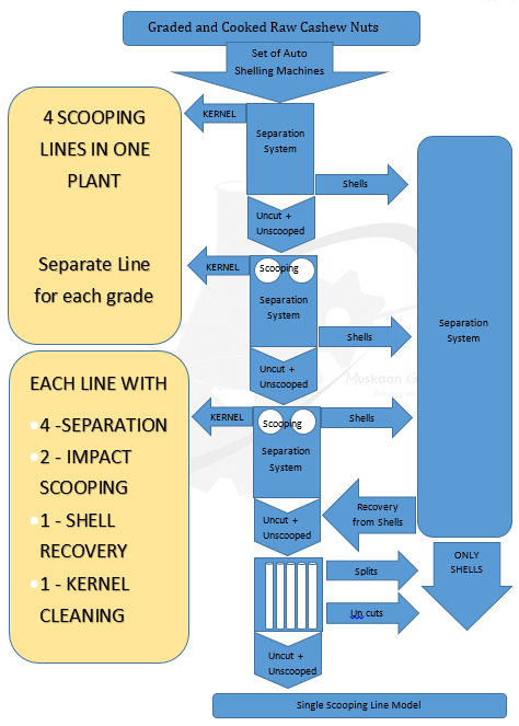Cashew Scooping & Separation Line - Stainless Steel, 300 Kg/hr Capacity | Automatic Feeding & Discharge System, Low Maintenance & Energy Efficient