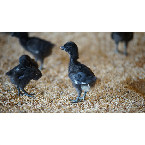 कड़ाकनाथ ताजा चिकन