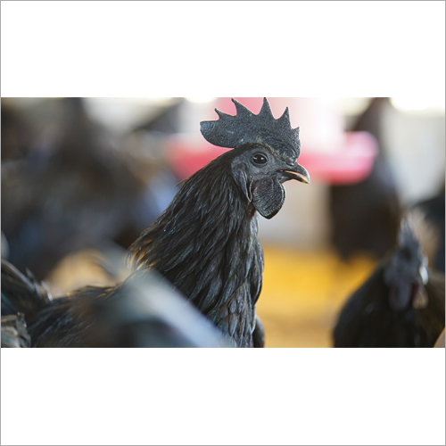 काला कदकनाथ