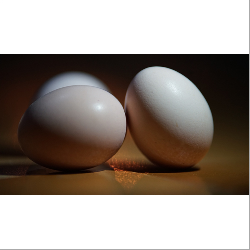 कड़कनाथ ताज़ा अंडा