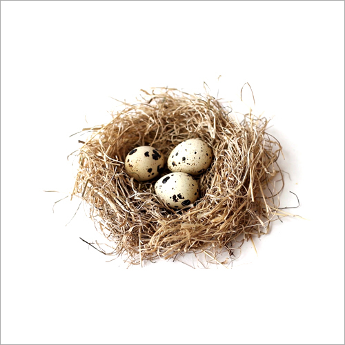 बटेर का ताजा अंडा