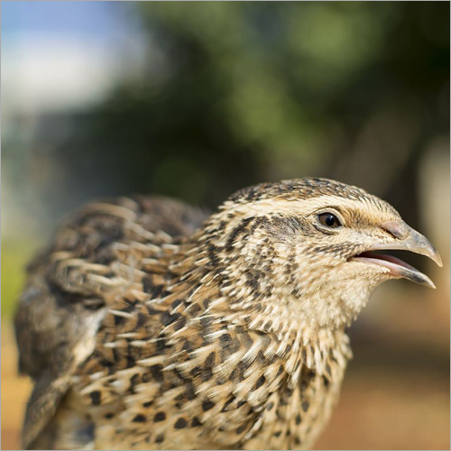 Brown Quail Bird Eggs