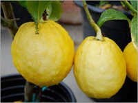 नींबू के छिल्स