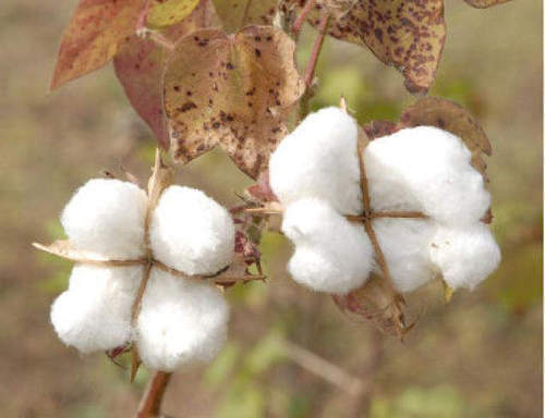 Indian Raw Cotton - 100% Organic Cotton, 28 To 34 Mm Fiber Length, Breathable White, 170 Kg Per Bale | Soft, Durable, Shrink Resistant