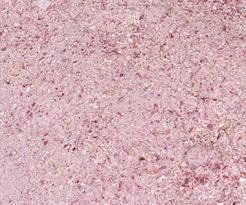 Dehydrated Pink Onion Granules - A Grade 2 Years Shelf Life | Pink Color, Dried Raw Variety, Processed With Food Dehydrators