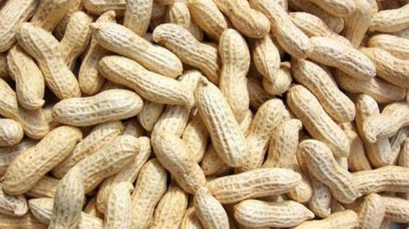 Organic Peanuts - Dried, Grade A,b,c, Moisture 7.5% | Nutrient-dense, Promotes Healthy Weight Loss, Boosts Memory And Skin Health