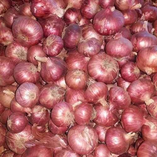 Fresh Red Onions - Dried Vegetables, Common Cultivation Type for Enhanced Flavor and Versatile Culinary Applications