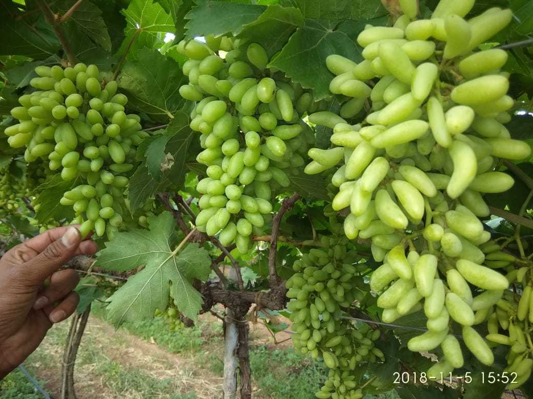 Green Grapes
