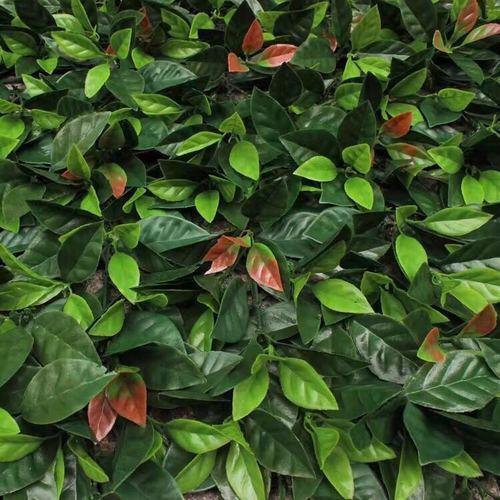 Vertical Green Wall Hedge