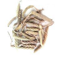 Screw Pods - Dried Herbal Blend Of Helicteres Isora, Rich In Antioxidants | Suitable For All Ages, Store In A Dry Place