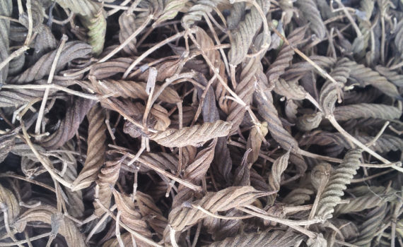 Screw Pods - Dried Herbal Blend Of Helicteres Isora, Rich In Antioxidants | Suitable For All Ages, Store In A Dry Place