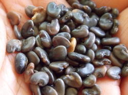Sunhemp Seed Admixture (%): 1