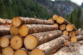 Timber - Wood Material, Diameter Range: 10-30cm, Length Range: 2-6m | Durable, Renewable, Strong, Sustainable, Versatile, Structural Grade