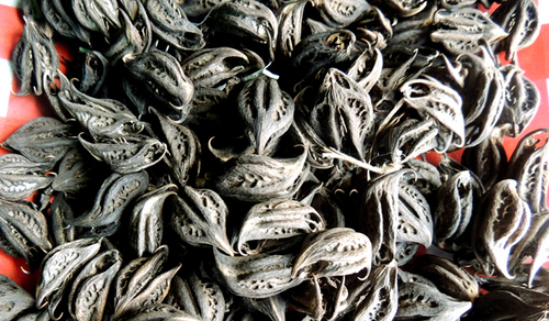 मार्टिनिया डायंड्रा