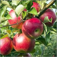 Fresh Apple - Red, Sweet Flavor | High Nutritional Value, Antioxidant Rich, Long Shelf Life, Detoxifies Liver, Reduces Gallstone Risk