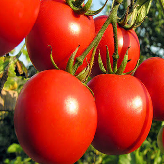 Fresh Tomatoes - Raw, Round Shape, 1 Week Shelf Life | Fresh Style for Culinary Delights and Nutritional Use
