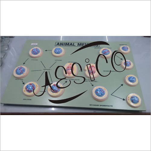 Mitosis Cell Model