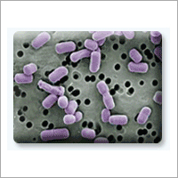 सैक्रोमीसेस बौलेर्डी