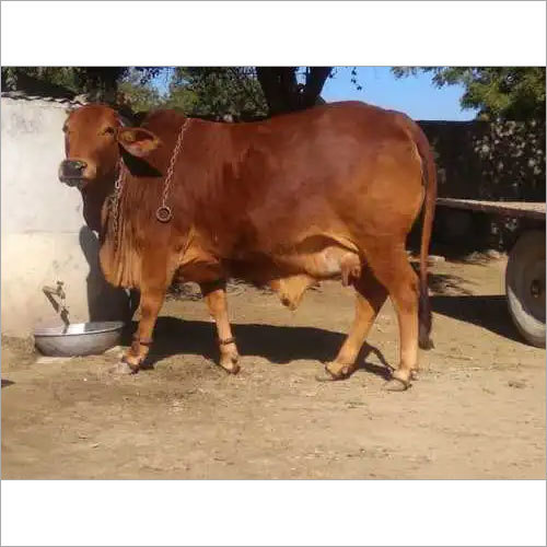 Brown Sahiwal Cow Supplier In Karnal Gender: Female