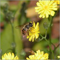 Mustard Honey