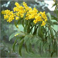 Acacia Honey
