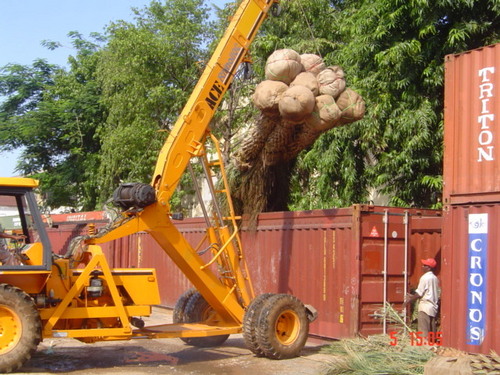 फीनिक्स