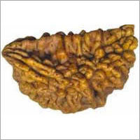 1 मुखी रुद्राक्ष