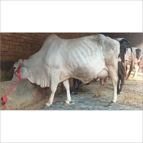 Tharparkar cow