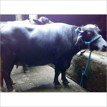निल्लीरवी काला भैंस